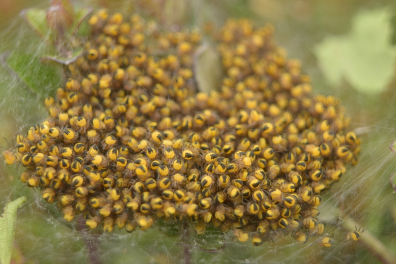 Insectes et Araignées