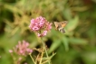 Photo nature