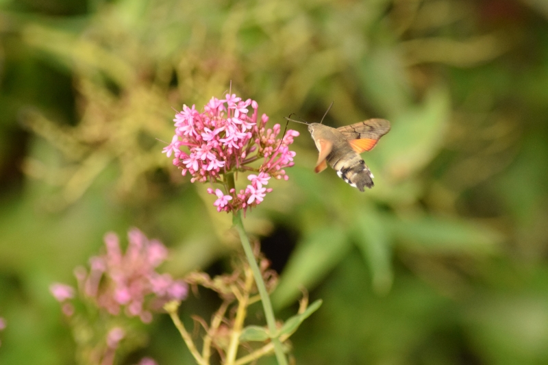 DSC_0678.JPG