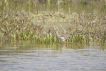 Oiseaux Combattant varié (Philomachus pugnax)