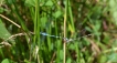  Odonate Agrion porte-coupe (Enallagma cyathigerum)