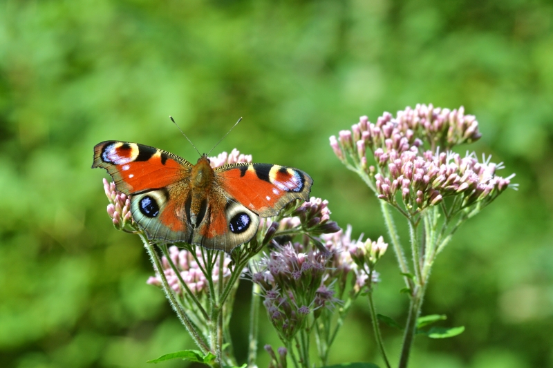 Photo Insectes