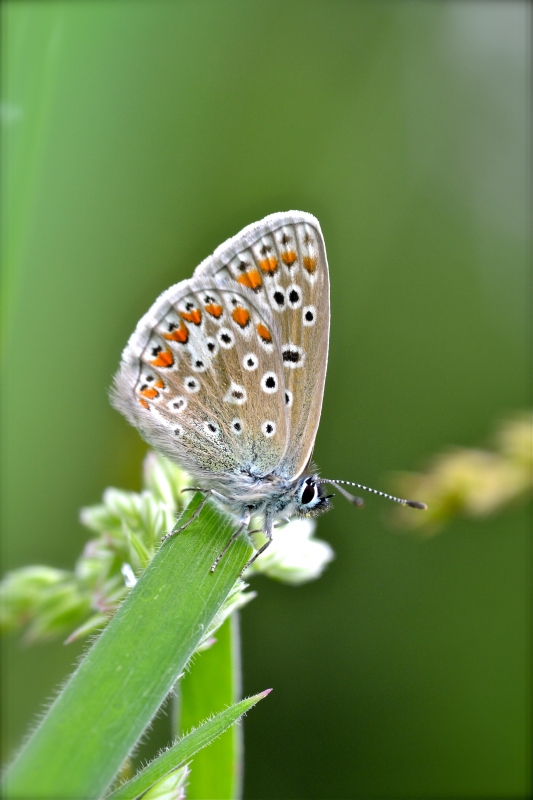 Photo Insectes