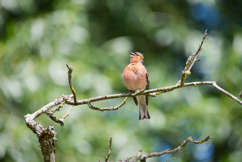 En_Brenne.jpg Pinson des arbres (Fringilla coelebs)