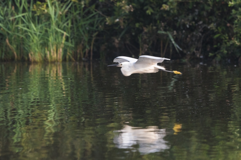En_Brenne10.jpg Aigrette garzette (Egretta garzetta)