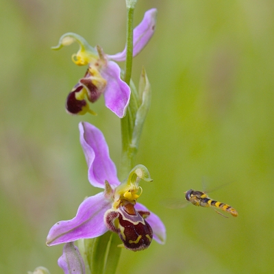 Flore Ophrys abeille (Ophrys apifera)