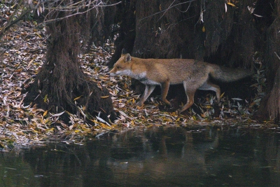 Mammifères Renard roux (vulpes vulpes).