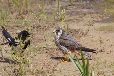 Oiseaux Faucon hobereau (Falco subbuteo)