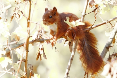 Mammifères Ecureuil roux (Sciurus vulgaris)