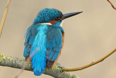 Oiseaux Martin-pêcheur d\'Europe (Alcedo atthis)