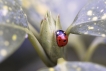 Insectes Coccinelle à 7 points (Coccinella septempunctata)