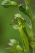 Flore Listère à feuilles ovales (Listera ovata)