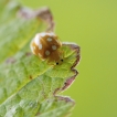 Insectes Grande coccinelle orange (Halyzia sedecimguttata)