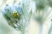 Insectes Coccinelle à 22 points (Psyllobora vigintiduopunctata)