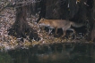 Mammifères Renard roux (vulpes vulpes).