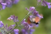 Insectes Moro-sphinx (Macroglossum stellatarum)