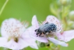 Insectes Cétoine grise (Oxythyrea funesta)
