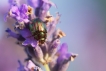 Insectes Chrysomèle du romarin (Chrysolina americana)