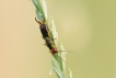 Insectes Perce-oreilles (Forficula auricularia)