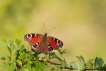 Insectes Paon du jour (Aglais io)
