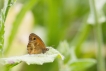 Insectes Amaryllis (Pyronia tithonus)