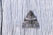 Insectes Déplacée (Catocala elocata)