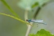 Insectes Naïade au corps vert (Erythromma viridulum)