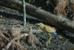 Oiseaux Blongios nain (Ixobrychus minutus)