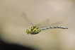 Insectes Aeschne bleue (Aeshna cyanea)