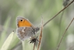 Insectes Procris (Coenonympha pamphilus)