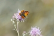 Insectes Cuivré commun (Lycaena phlaeas)