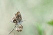 Insectes Brun des pélargoniums (Cacyreus marshalli)