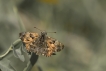 Insectes Grisette (Carcharodus alceae)