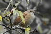 Oiseaux Accenteur mouchet (Prunella modularis)