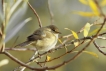 Oiseaux Pouillot véloce (Phylloscopus collybita)