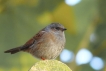 Oiseaux Accenteur mouchet (Prunella modularis)