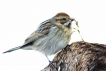 Oiseaux Bruant des roseaux (Emberiza schoeniclus)