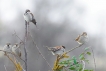 Oiseaux Moineau domestique (Passer domesticus)