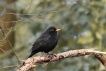 Oiseaux Merle noir (Turdus merula)