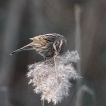 Oiseaux Bruant des roseaux (Emberiza schoeniclus)