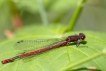 Insectes Petite Nymphe au corps de feu (Pyrrhosoma nymphula)
