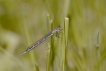 Insectes Agrion porte-coupe (Enallagma cyathigerum)