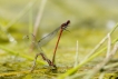 Insectes Petite Nymphe au corps de feu (Pyrrhosoma nymphula)