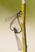 Insectes Petite Nymphe au corps de feu (Pyrrhosoma nymphula)