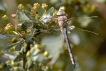 Insectes Anax napolitain (Anax parthenope)