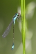 Insectes Agrion élégant (Ischnura elegans)