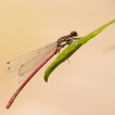 Insectes Petite Nymphe au corps de feu (Pyrrhosoma nymphula)