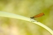 Insectes Caloptéryx vierge (Calopteryx virgo)