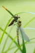 Insectes Aeschne bleue (Aeshna cyanea)