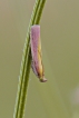 Insectes Phycide incarnat (Oncocera semirubella)